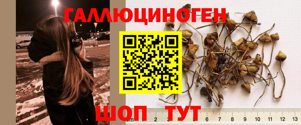 Галлюциногенные грибы Psilocybe  Вход с VPN  где купить наркоту  Псилоцибиновые грибы Magic Shrooms  Тара 